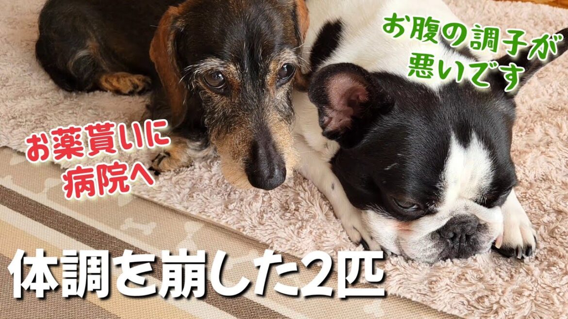 愛犬2匹の下痢の原因は?お薬貰いに病院へ…季節の変わり目はペットも体調の変化に注意【フレンチブルドッグ1歳 / 老犬ミニチュアダックスフンド13歳】 愛犬2匹の下痢の原因は?お薬貰いに病院へ…季節の変わり目はペットも体調の変化に注意【フレンチブルドッグ1歳 / 老犬ミニチュアダックスフンド13歳】