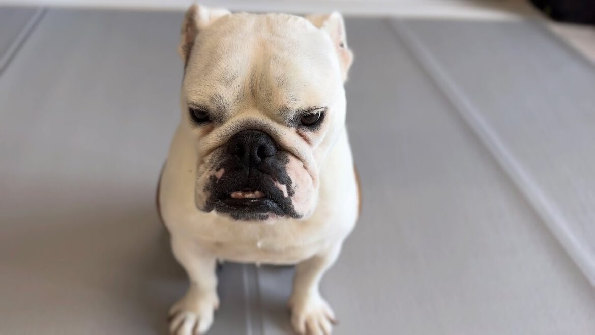 元気が有り余っているので庭で遊ぼうと誘うが、今じゃないと全力で断るまるこ 元気が有り余っているので庭で遊ぼうと誘うが、今じゃないと全力で断るまるこ