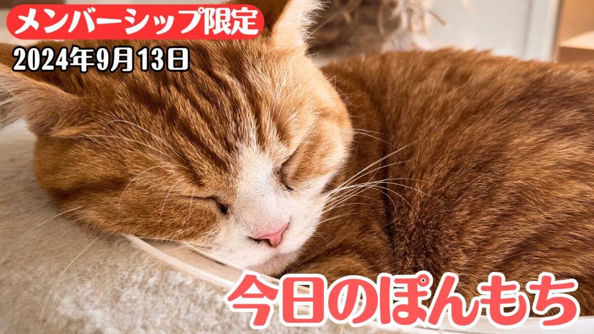 【特別公開】この動画は9月13日にメンバー限定で公開した動画です！