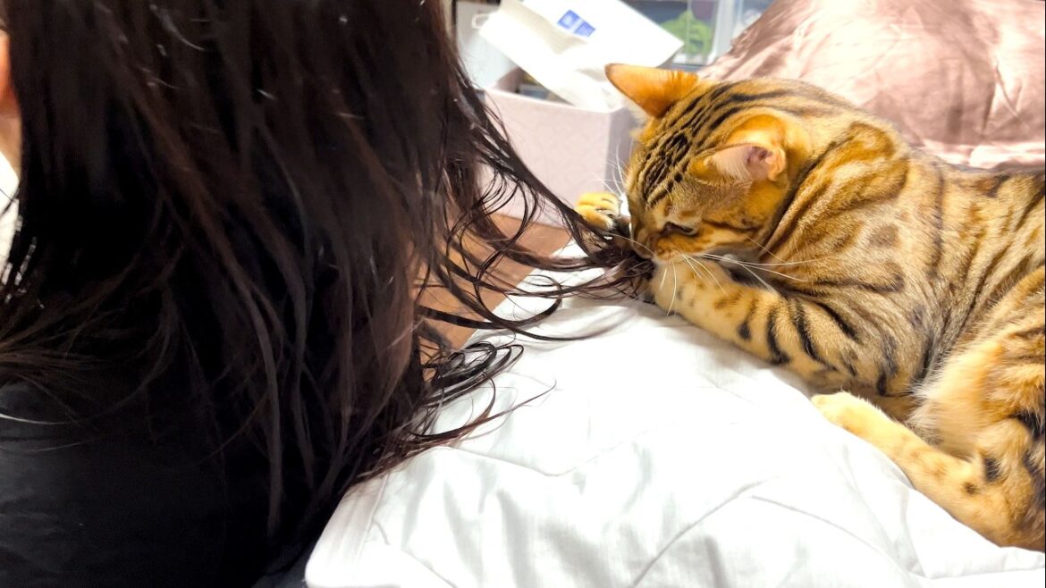 揺れてる髪の毛をむしゃぁ!するベンガル猫 揺れてる髪の毛をむしゃぁ!するベンガル猫