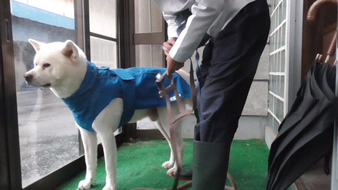 【秋田犬ゆうき】たまには雨のお散歩も良いかもね♪やることが多過ぎてそんなの全く無いです【akita dog】