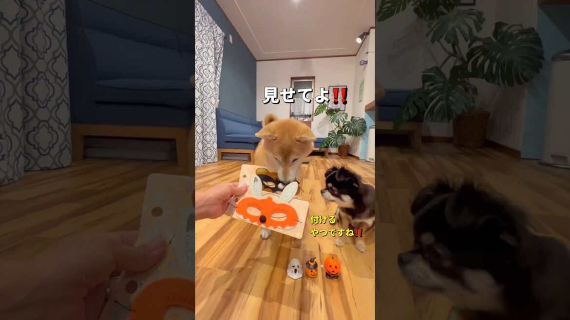 セリアでハロウィングッズ買ってみた🐶🎃✨#柴犬 #チワワ #shorts