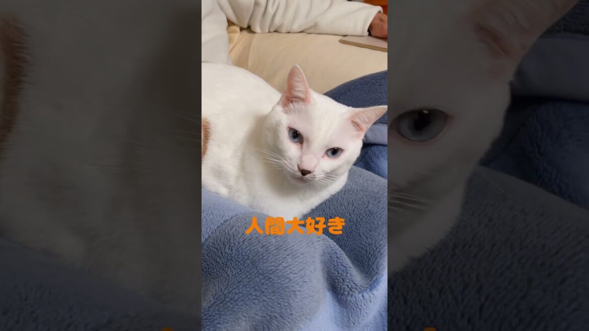 人間が好きすぎて膝に乗りたがる弟猫が可愛い