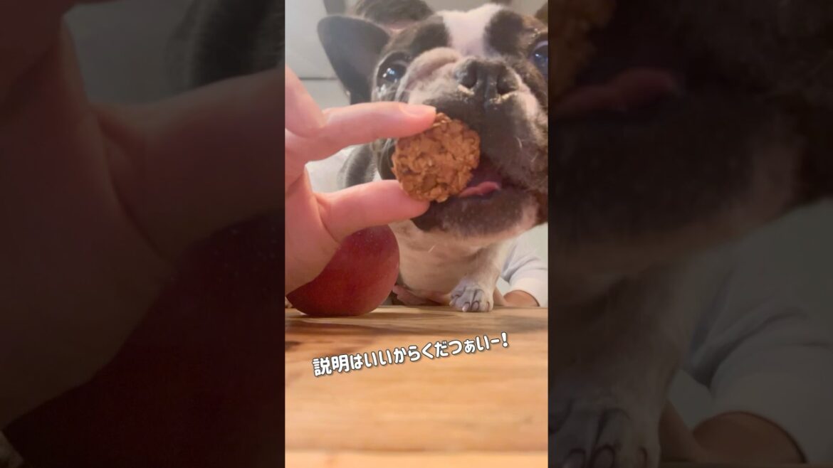 秋のお楽しみ/きいろ堂/ボストンテリア