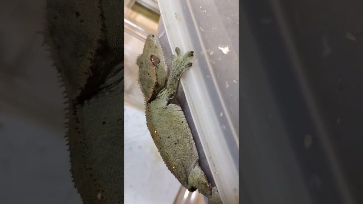 クレステッドゲッコー自家繁殖シリーズ。#スーパーダルメシアンプロジェクト#crestedgecko