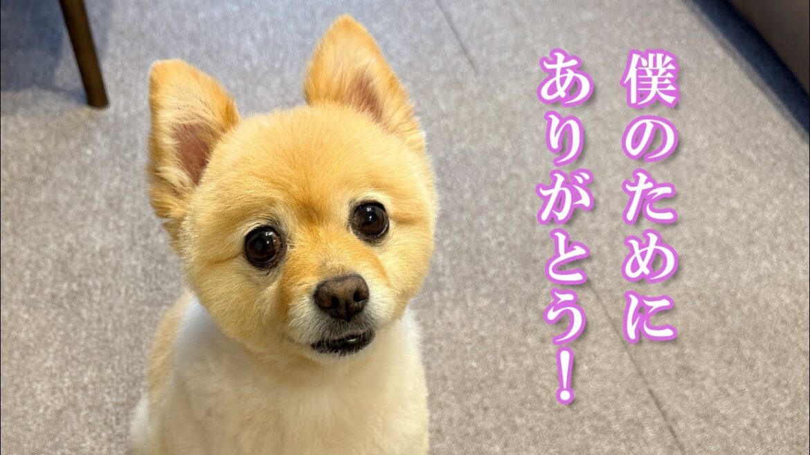 【サプライズ】愛犬に嬉しいプレゼントが届きました！
