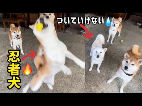 忍者のように遊ぶ柴犬の女の子がかわいい 忍者のように遊ぶ柴犬の女の子がかわいい