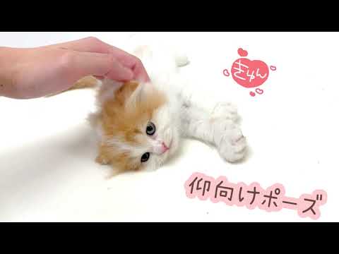 【スコティッシュフォールド】甘々な折れ耳スコちゃん!癒されること間違いなし! 【スコティッシュフォールド】甘々な折れ耳スコちゃん!癒されること間違いなし!