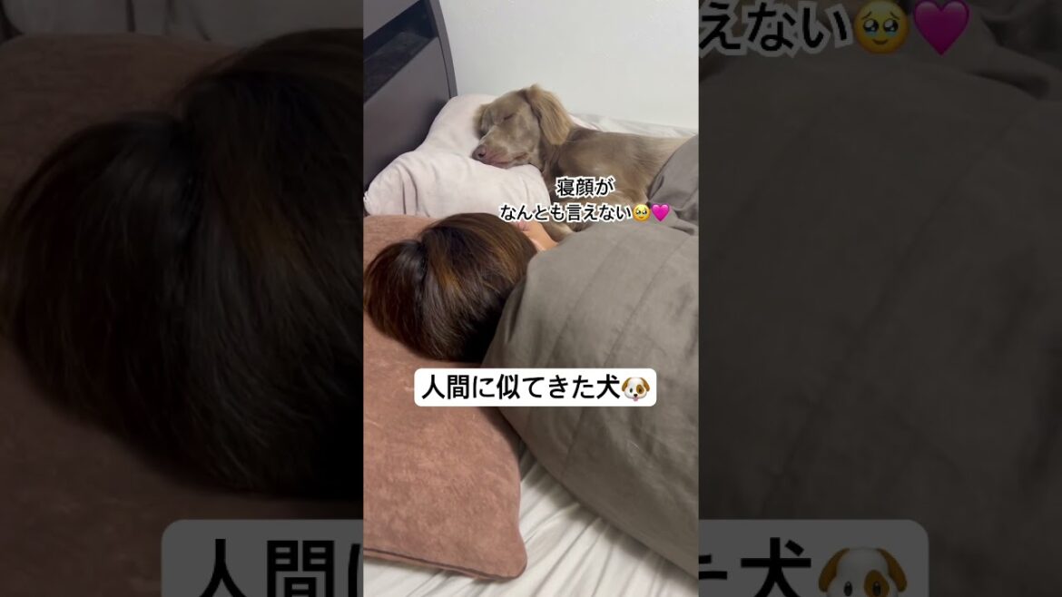 人間に似てきた犬🐶#大型犬 #犬のいる暮らし #ワイマラナー#ワイマラナーロングヘアード #dog#wiemaraner #shorts #ルルちゃんのルンルンちゃんねる