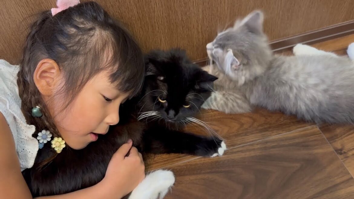 子猫からも子供からも大人気の猫　ラガマフィンA cat loved by everyone. Ragamuffin