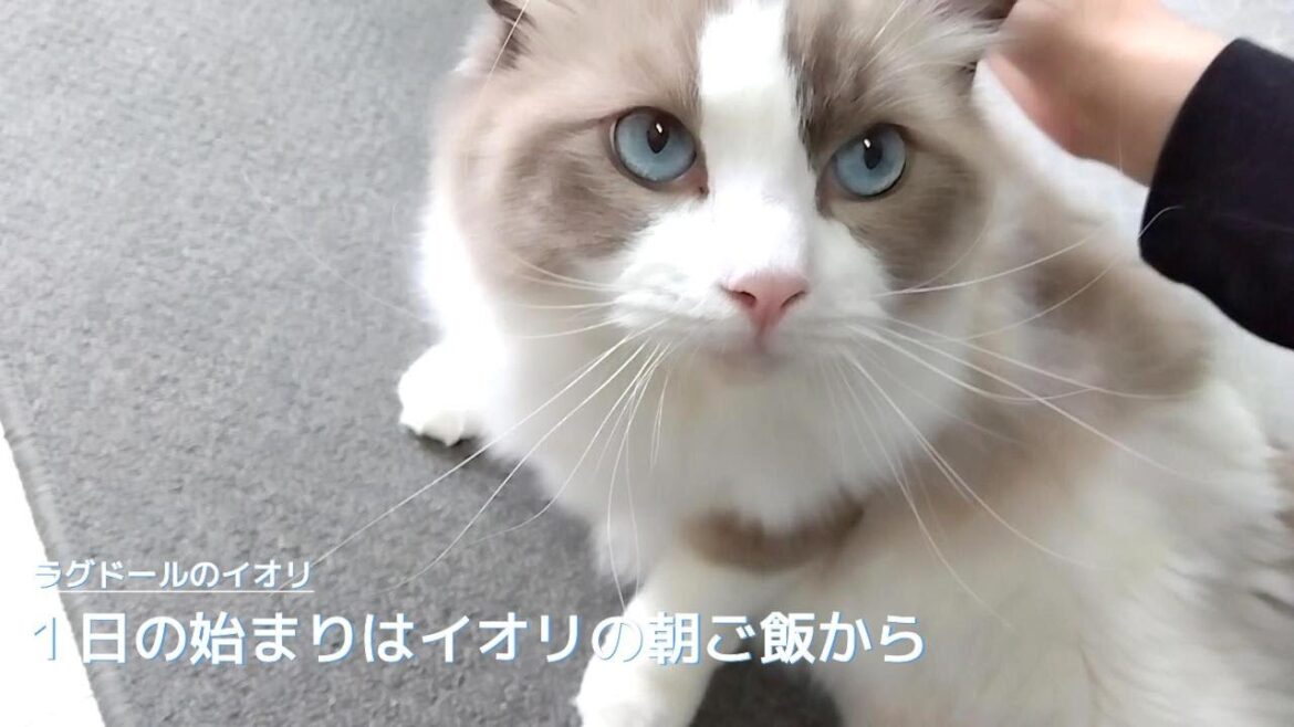 【ラグドール】１日の始まりはイオリの朝ご飯から