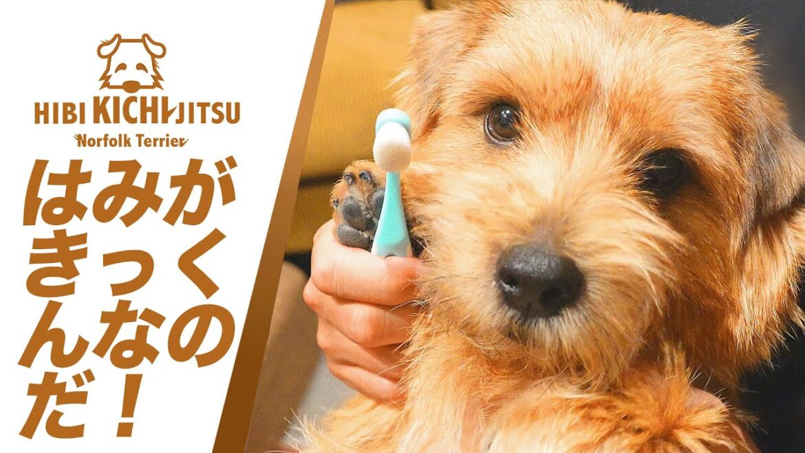 愛犬キチ  はみがきっくん【歯磨き ノーフォークテリア  norfolkterrier  犬 dog  】
