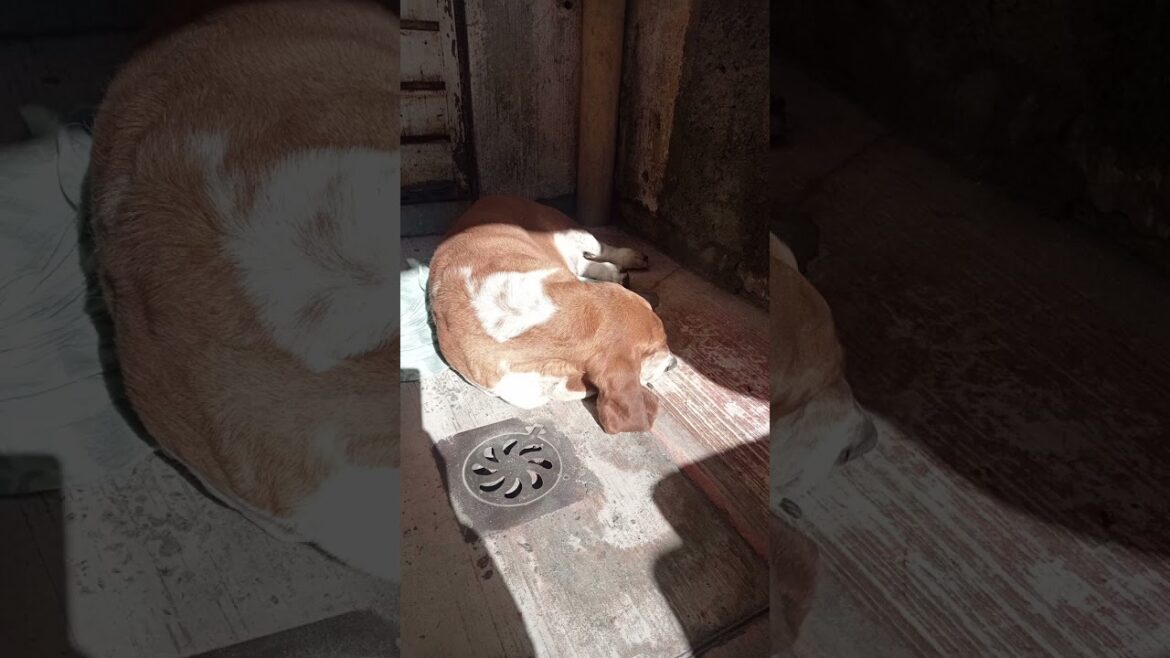 #shorts | El baúl de los recuerdos | El pachón | #bassethound #dog #doglover #perro #pets #mascotas