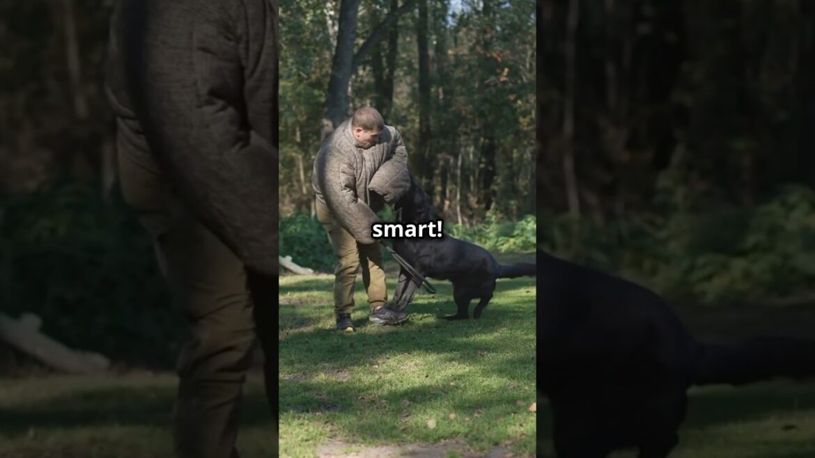 Would you get a German Shepherd as a pet? #animals #germanshepherd #Pets #dogs