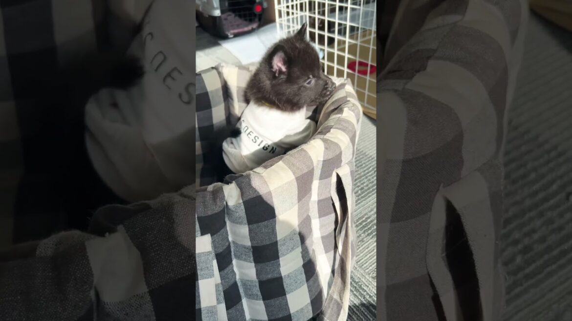 出れない子犬 #ブリーダー #www #スキッパーキ 出れない子犬 #ブリーダー #www #スキッパーキ