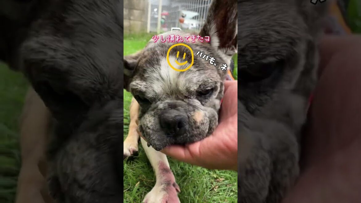 French  Bulldog  Chobo 歩行補助ハーネス付けて訓練ダッ❣️#16歳のわんこ　#フレンチブルドッグ #犬の歩行補助ハーネス #犬の手作りごはん #shorts
