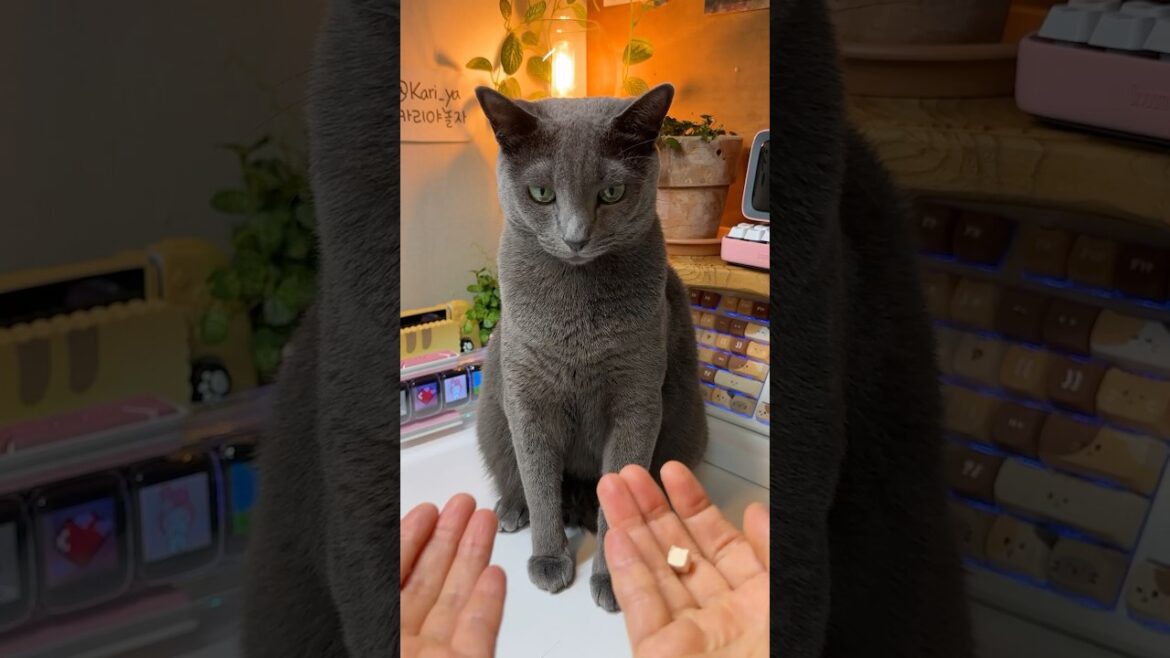 확실하다고 3번 냥냥펀치 👋🐱 #cat