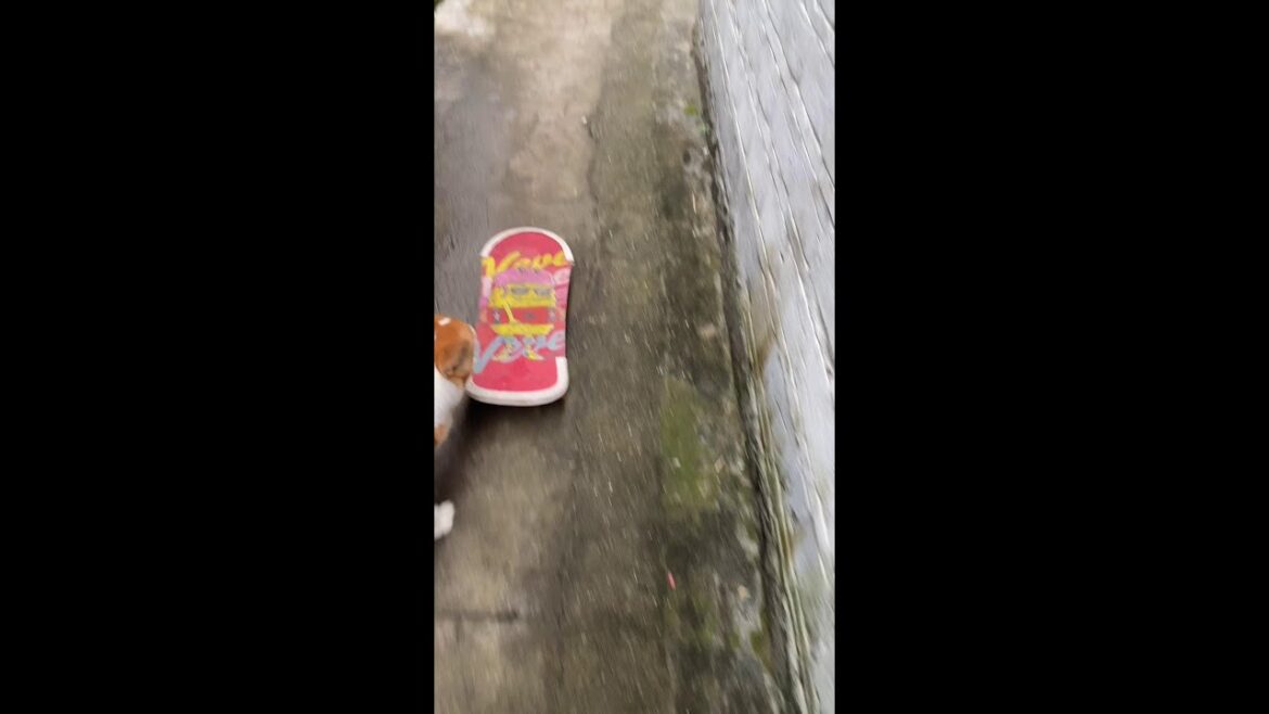 # The dog slipped so fast that I almost lost him# The skateboard dog Tangyuan# The happy dog