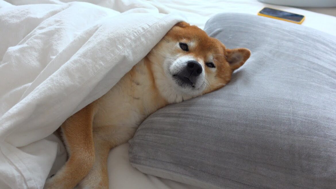 子猫の大暴走⁉︎眠れなかった柴犬は数時間後こうなりました。