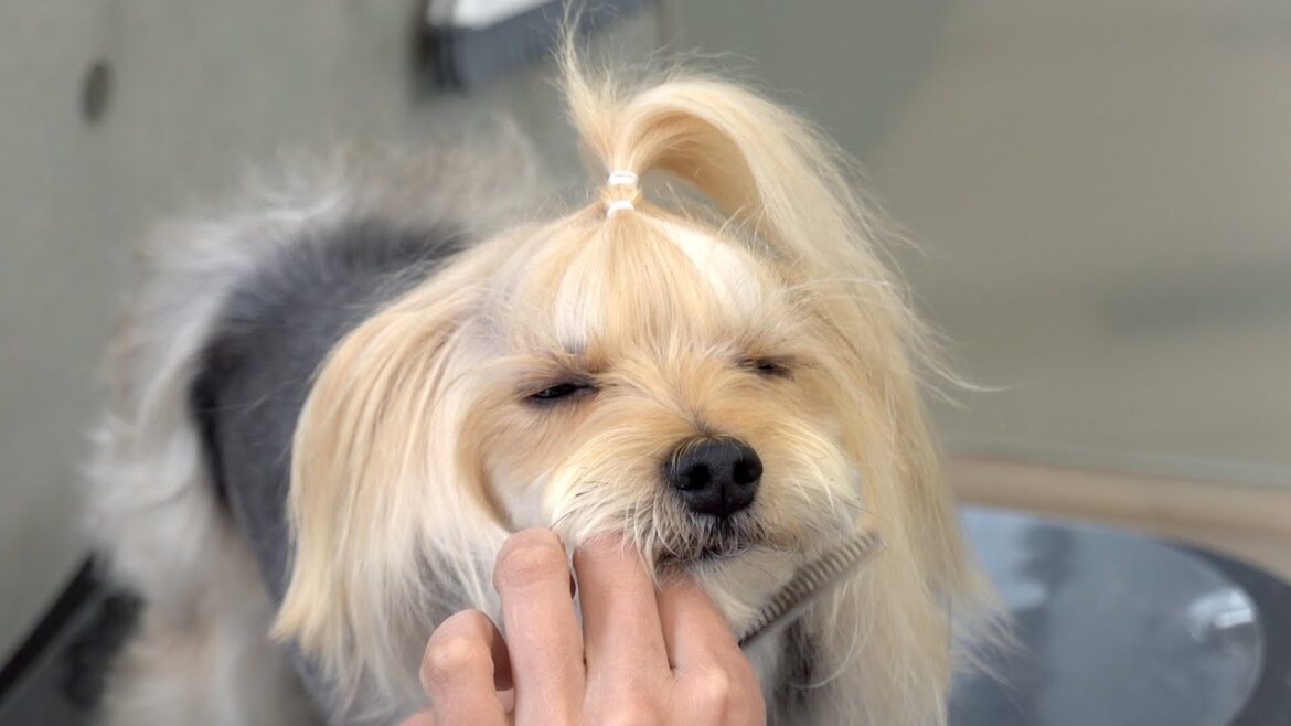 みっけくん。ぼくは、ドライヤーが苦手（ヨークシャーテリア トリミング）