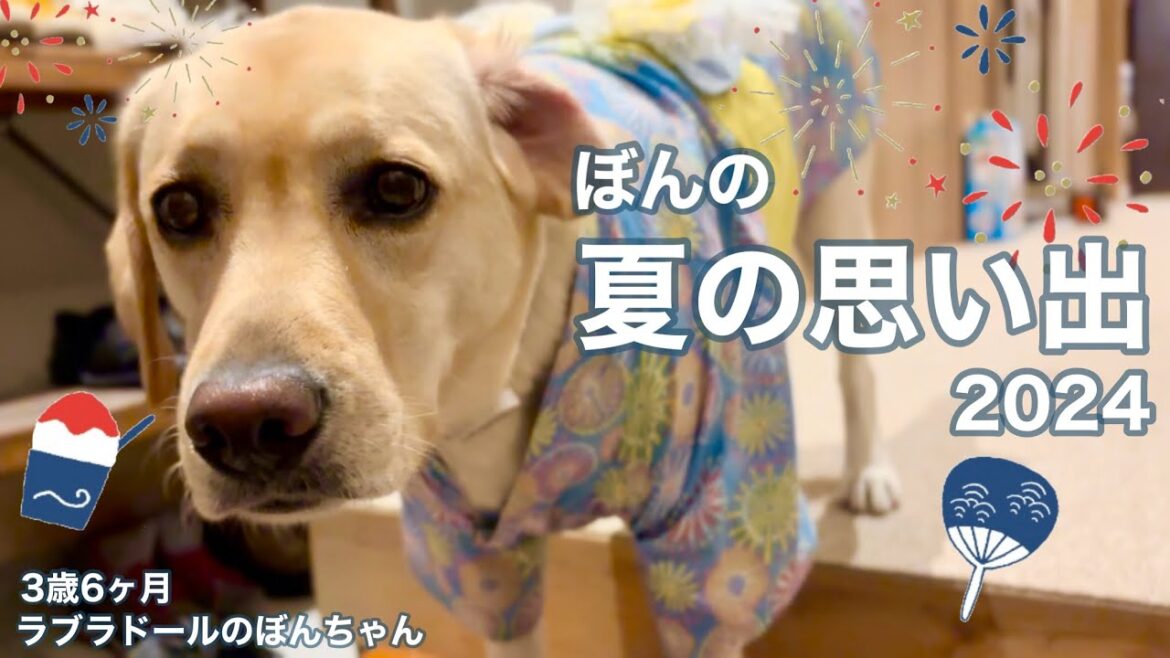 【ラブラドール#149】今年もいっぱい遊んだ！夏の思い出2024★labrador retriever 大型犬  ぼんちゃん　トレッキング　川遊び　プール　SUP ラブラドールレトリバー