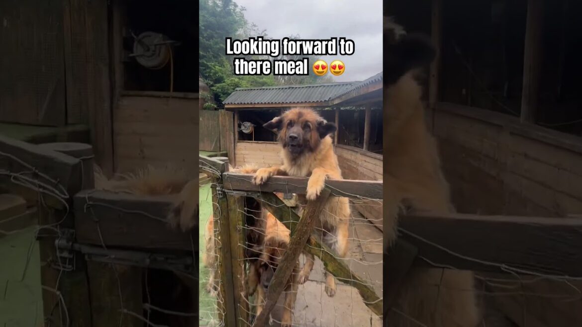 Giant Leonbergers looking forward to their food! 😍