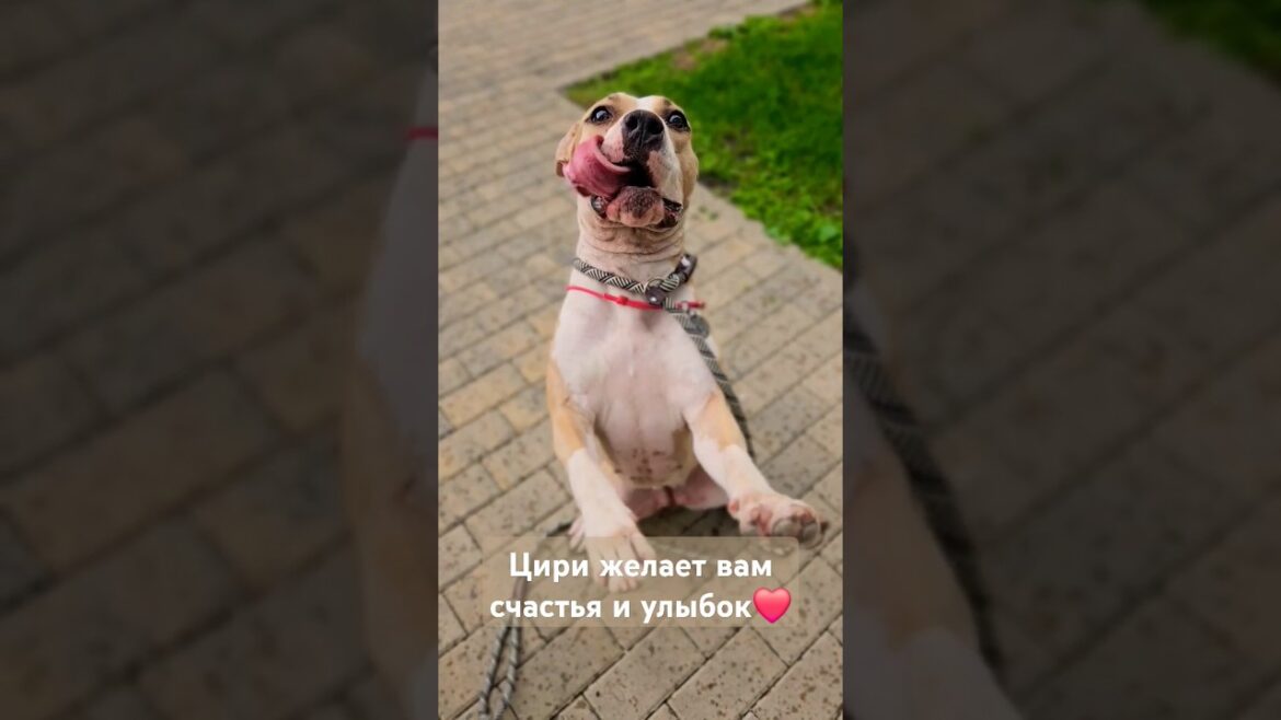 Амсиафф Цири радуется жизни! #shorts #амстаффцири #amstaff #pitbull #собака #амстаф #puppy #щенок