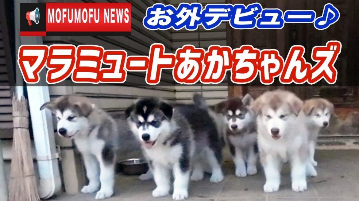 【アラスカンマラミュート】ルナbabyお外デビュー！【赤ちゃんズ】