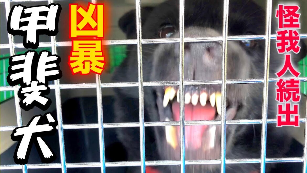 【危険】家族親戚を噛んでしまった甲斐犬を引取ました