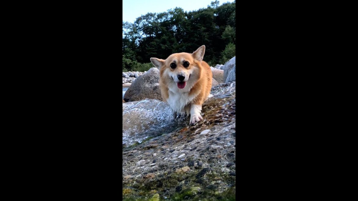 川歩きを楽しむコーギー / A corgi enjoying a walk in the river #shorts