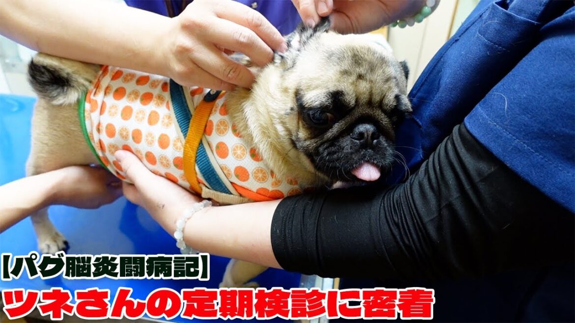 【密着パグ動画】パグ脳炎を患ったツネさんの月に一度の定期検診に密着しました! 【密着パグ動画】パグ脳炎を患ったツネさんの月に一度の定期検診に密着しました!