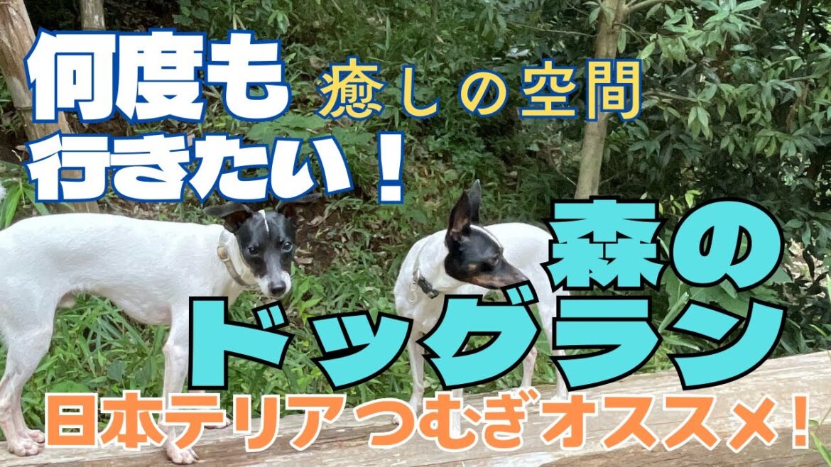 『日本テリア』にもピッタリのドッグラン―モーリス・クラブ-森のドッグラン
