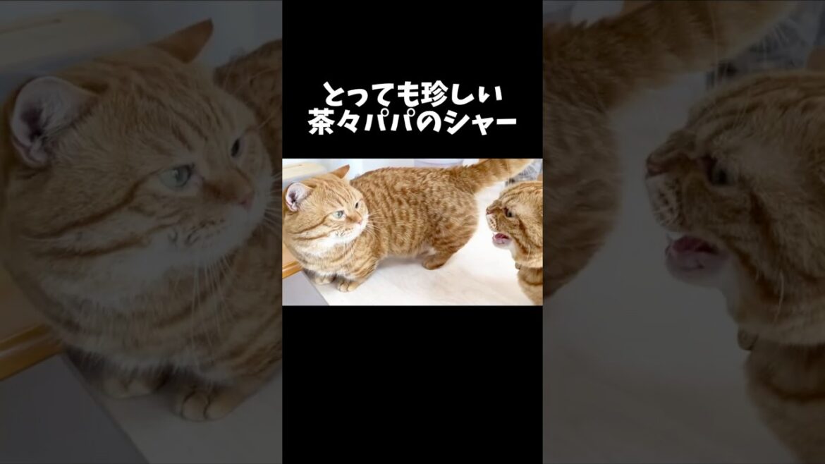 とっても珍しいパパ猫のシャー #猫 #マンチカン #shorts