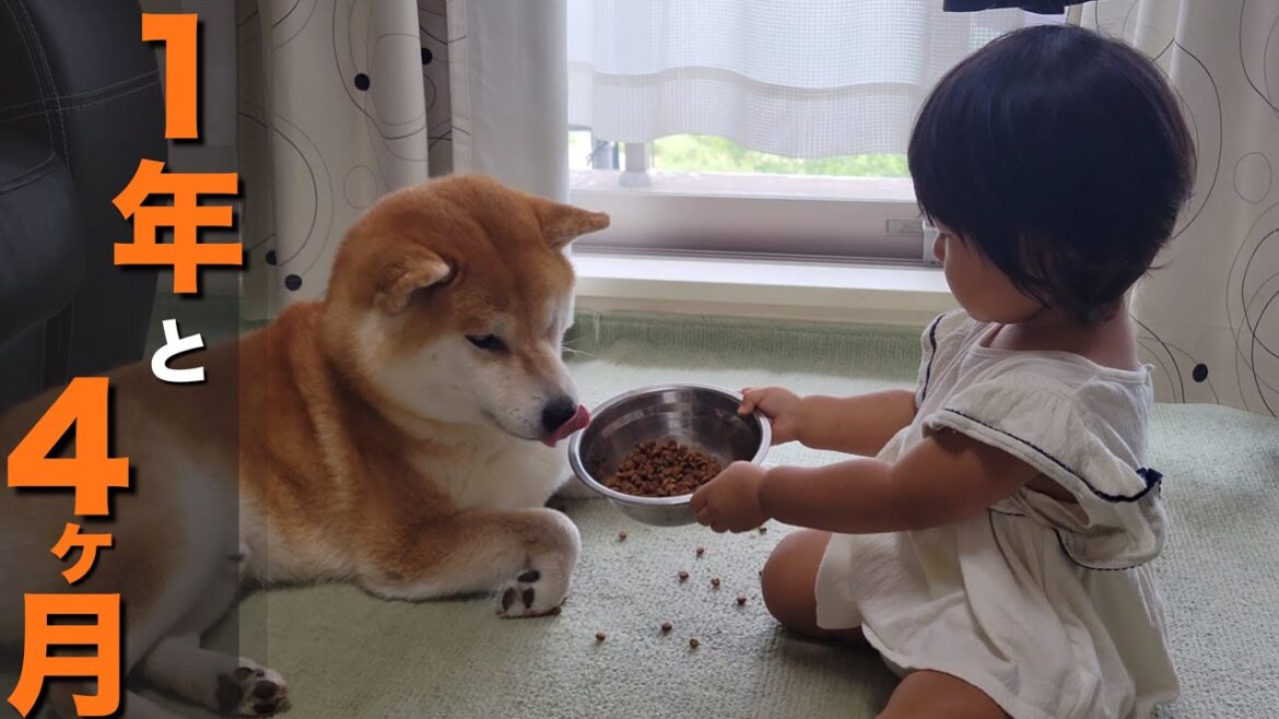柴犬がいる生活に赤ちゃんが産まれ１年４ヶ月経過も…「消えぬ感情」