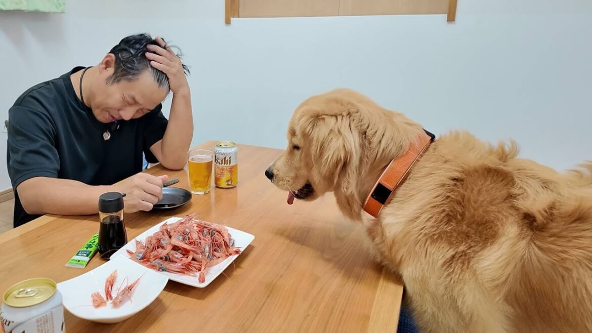 子供の人生を変えてしまった行動に後悔する。忘れる事の出来ないあの日。【Golden Retriever japan】 子供の人生を変えてしまった行動に後悔する。忘れる事の出来ないあの日。【Golden Retriever japan】