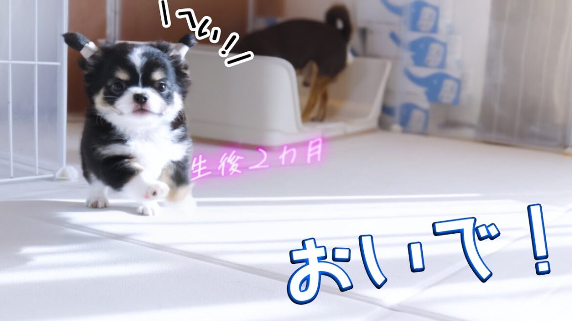 【ご家族募集中】生後２か月のパピーチワワが激カワな件とお知らせ...etc