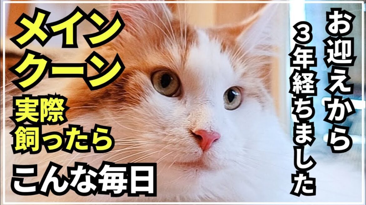 実際に猫素人が大型猫メインクーンをお迎えして3年経ちました【振り返りあり】