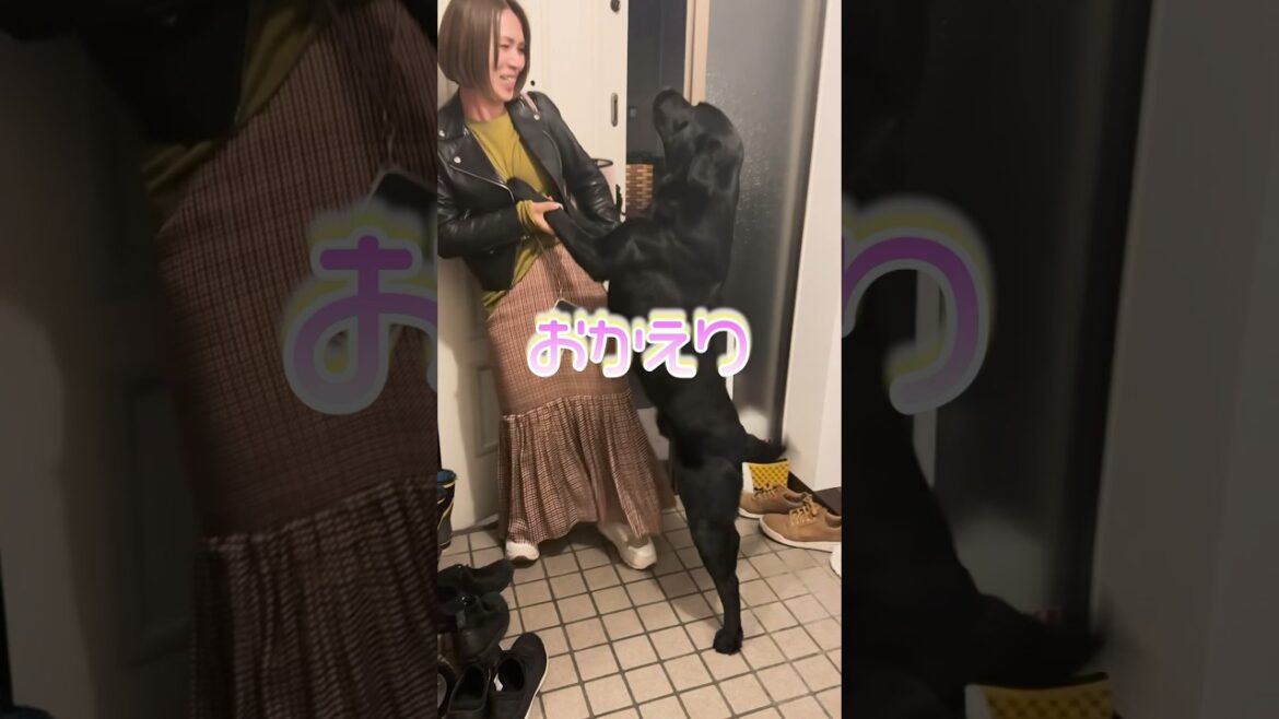 喜びが爆発する犬🐶😍 #shorts #ラブラドールレトリバー #黒ラブ #感動 #可愛い嘘