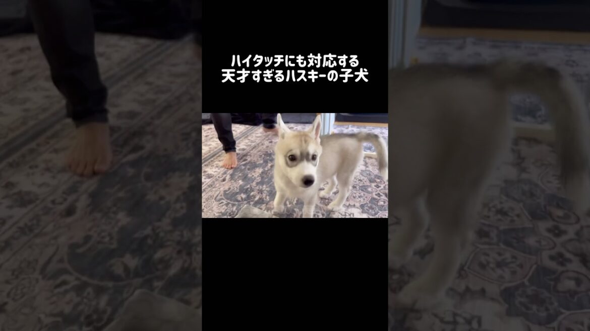 ハイタッチにも対応する天才すぎるハスキーの子犬 #シベリアンハスキー #ハスキー #ハスキー犬