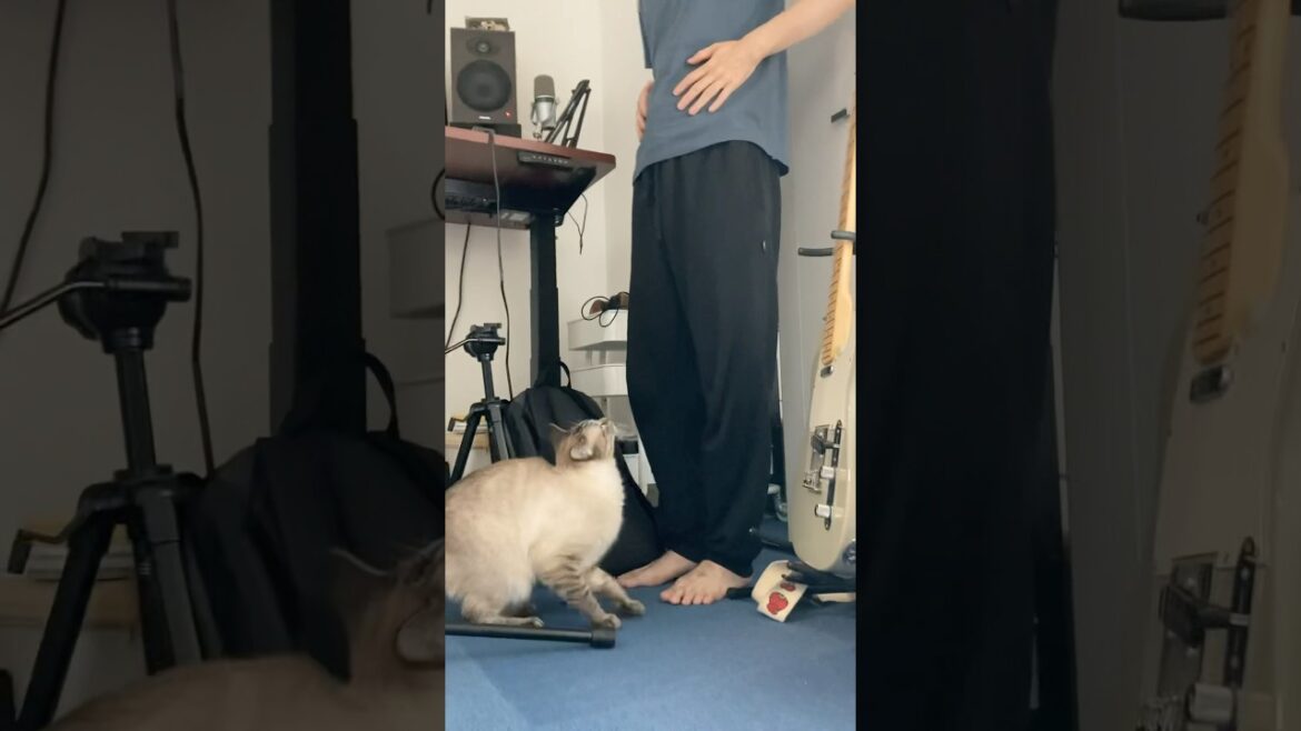 抱っこが大好きな猫。飼い主とその友人への対応の違い