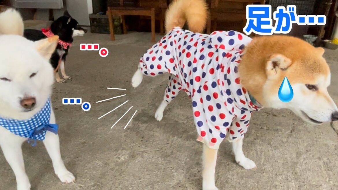 久しぶり着たカッパでこうなる柴犬かわいい 久しぶり着たカッパでこうなる柴犬かわいい