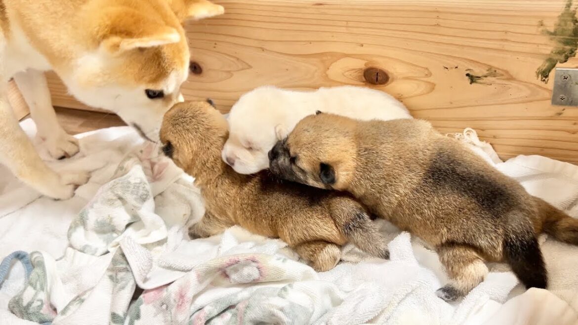 【柴犬 子犬】戯れあい方が微笑ましい生後12日目の子犬