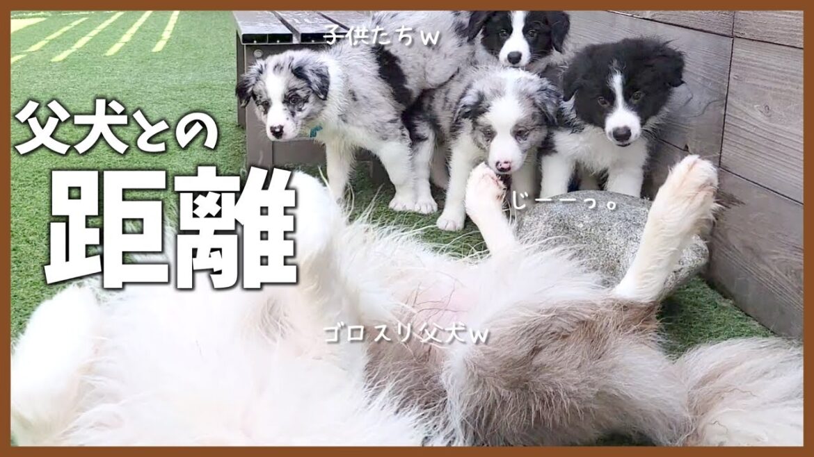 巣立ち前に父犬との距離は縮まったのでしょうか…？【ボーダーコリー】