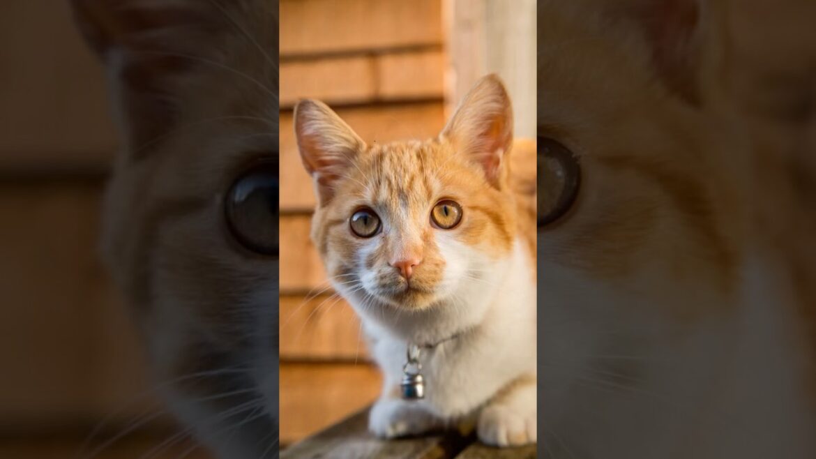 猫の鳴き声の秘密