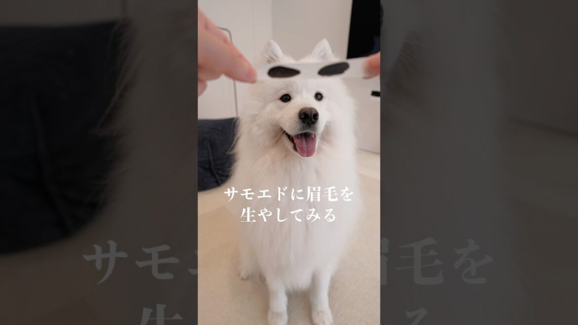 つけ眉毛を気に入ったサモエドがかわいすぎる　#samoyed #サモエド