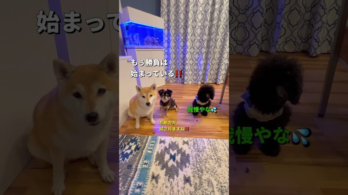 待て勝負🐶🐶🐶🔥#柴犬 #チワワ #shorts