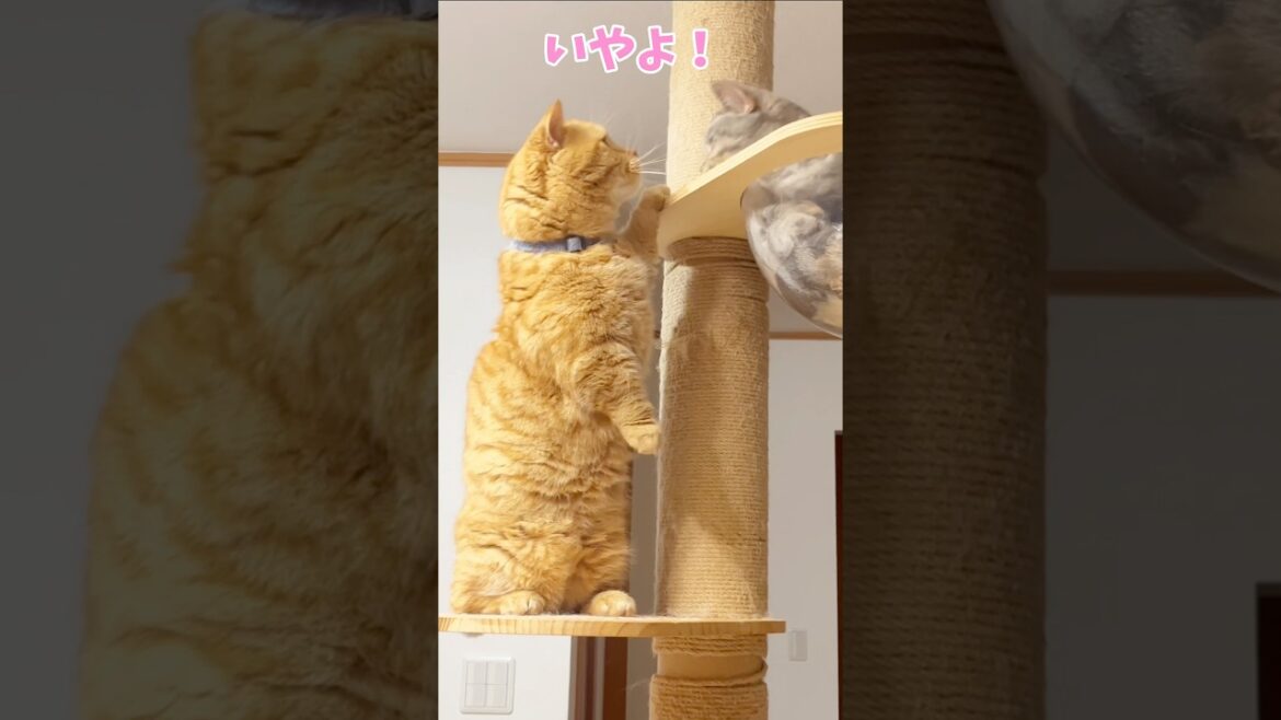 秒速で諦めるパパ猫がかわいすぎる #猫 #マンチカン #shorts