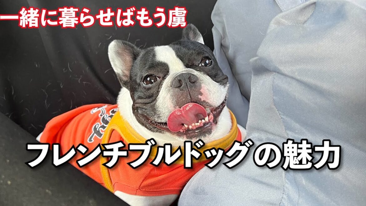 犬飼育初心者アラフォー夫婦を虜にしたフレンチブルドッグの魅力♡