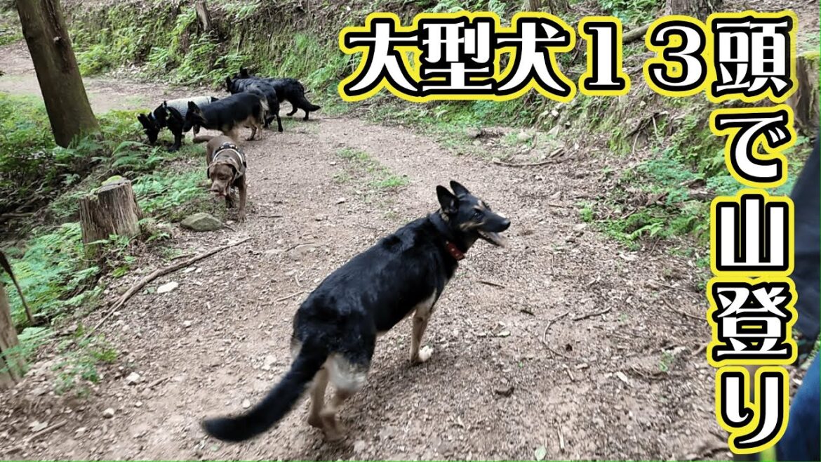 大型犬13頭で山登りしたら、てんやわんやで楽しすぎましたw【ジャーマンシェパード】 大型犬13頭で山登りしたら、てんやわんやで楽しすぎましたw【ジャーマンシェパード】