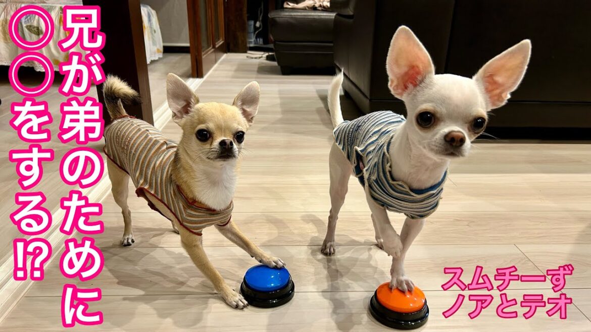 感動！芸達者兄チワワが弟にご褒美をゲットさせる⁉️【多頭飼いスムチーず】